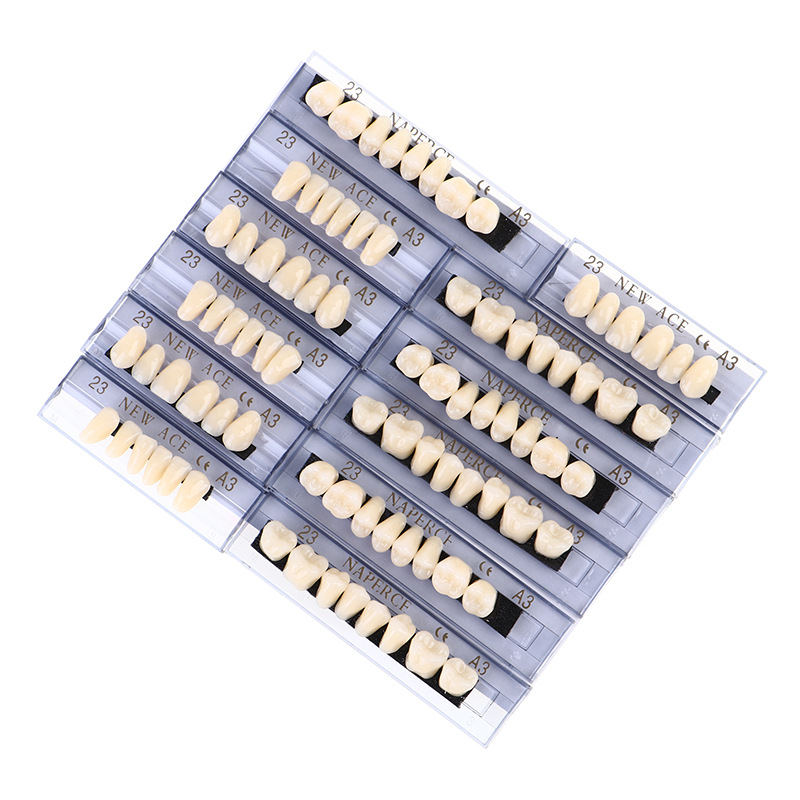 Model Kit Ixchel - 168 шт./кор., стоматологическая синтетическая смола, обучающая